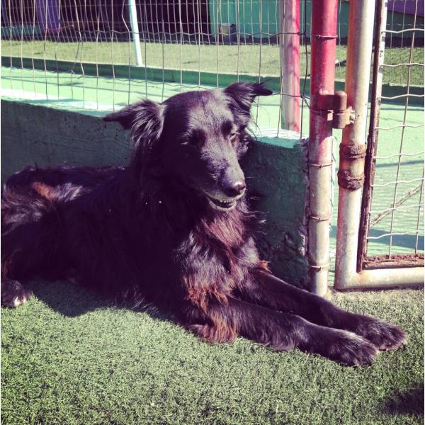 Hotel Cachorros na Cidade Ademar - Hotelzinho para Cachorro na Berrini