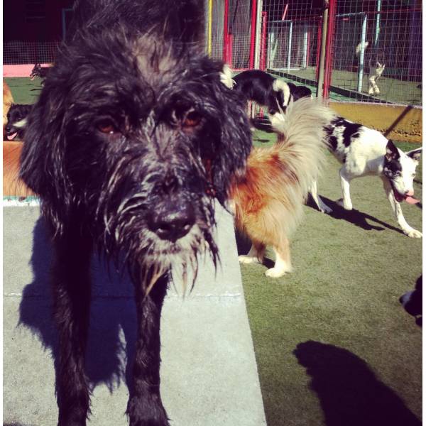 Hotel Cães na Cidade Ademar - Hotelzinho para Cachorro na Berrini