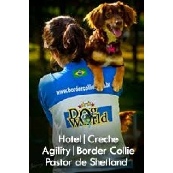 Hotel Cães no Jardim Paulista - Hotel para Cães no Butantã