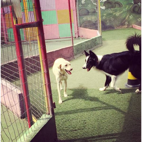 Hotel Cão  em Cajamar - Hotel para Animais no Butantã