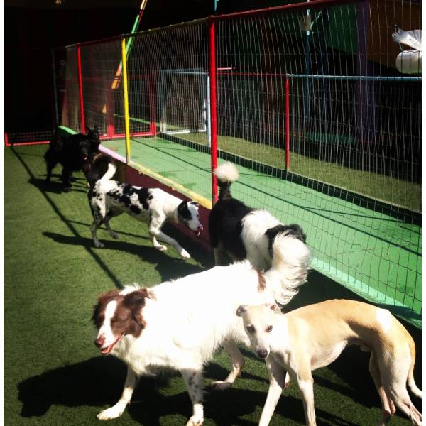 Hotel com Brincadeira no Morumbi - Hotelzinho para Cachorro na Vila Olímpia