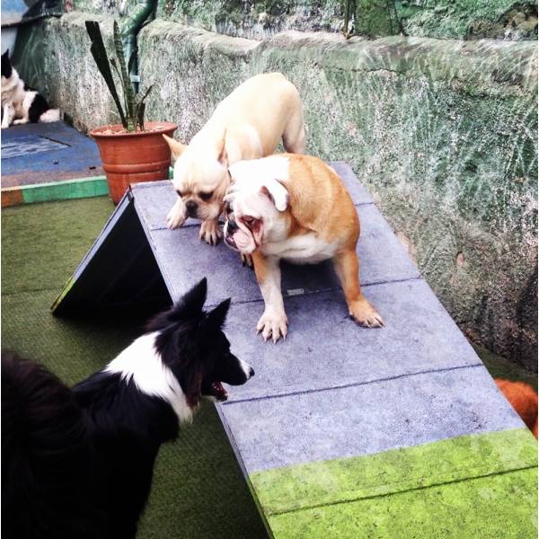 Hotel com Diversão para Cães no Jardim Paulistano - Hotelzinho para Cachorro no Brooklin