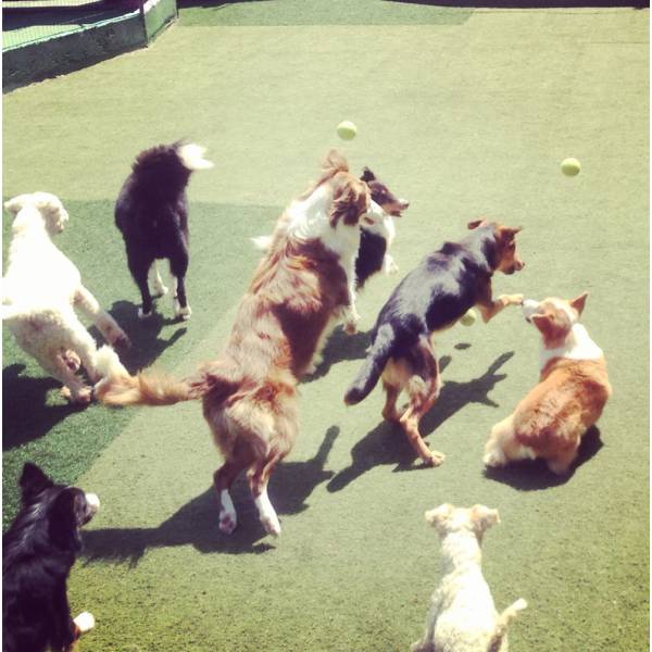 Hotel de Cachorro em Sumaré - Hotel para Animais no Butantã