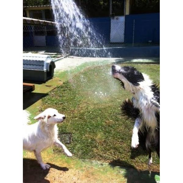 Hotel de Cachorro na Vila Andrade - Hotel para Cachorro Diária