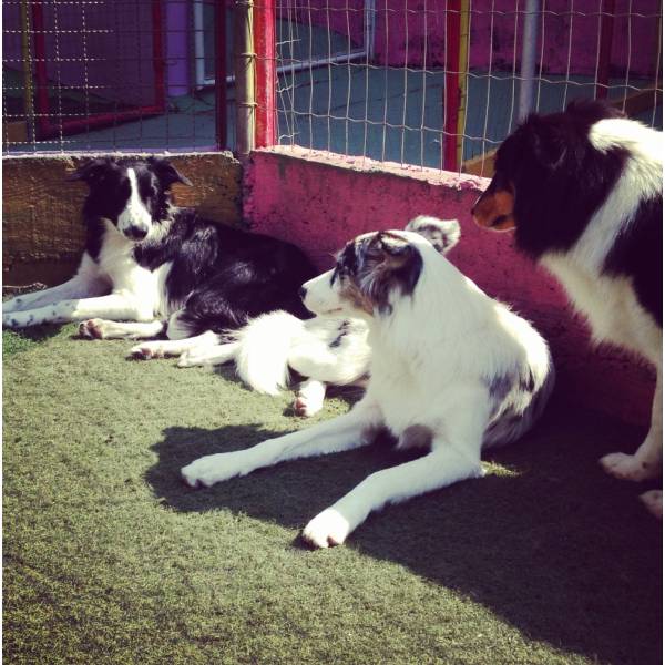 Hotel de Cachorros em Pinheiros - Hotelzinho para Cachorro no Morumbi