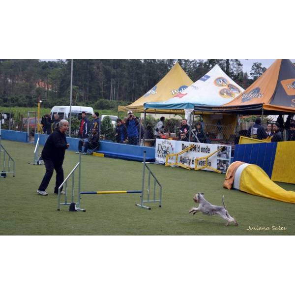 Hotel de Cães no Jardim São Luiz - Hotel para Cães no Butantã