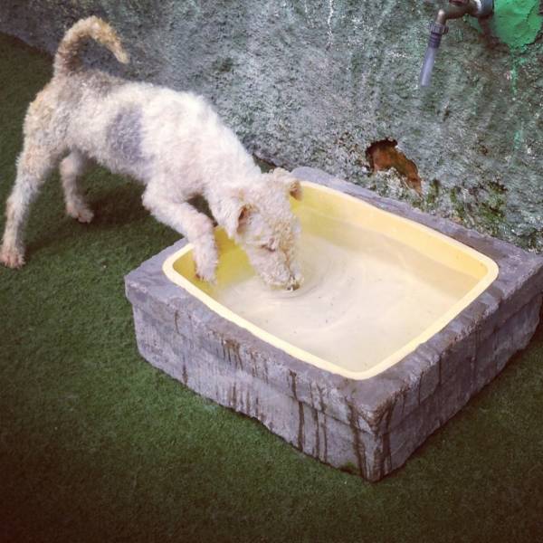 Hotel de Cão de Pequeno e Médio Porte na Cidade Ademar - Hotelzinho para Cachorro na Berrini