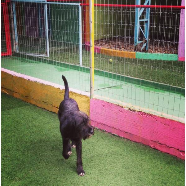 Hotel de Cão em Carapicuíba - Hotelzinho para Cachorro no Itaim Bibi