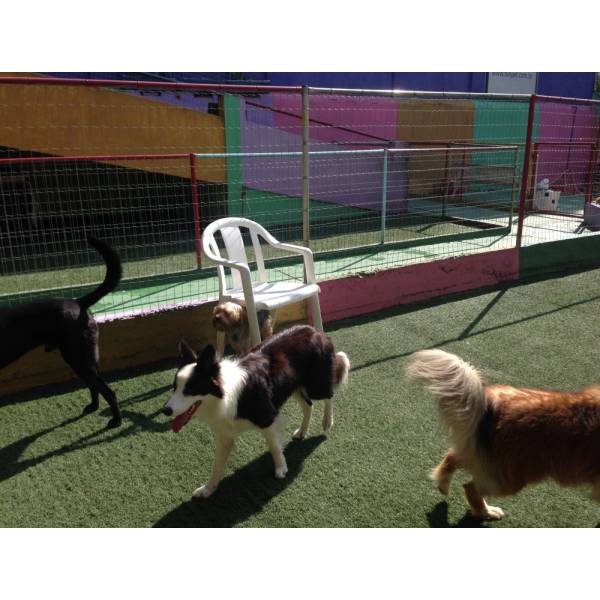 Hotel de Cão  em Moema - Hotelzinho para Cachorro no Butantã