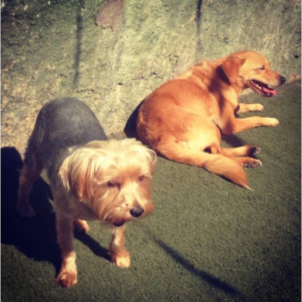 Hotel de Cão na Água Branca - Hotelzinho para Cachorro na Berrini