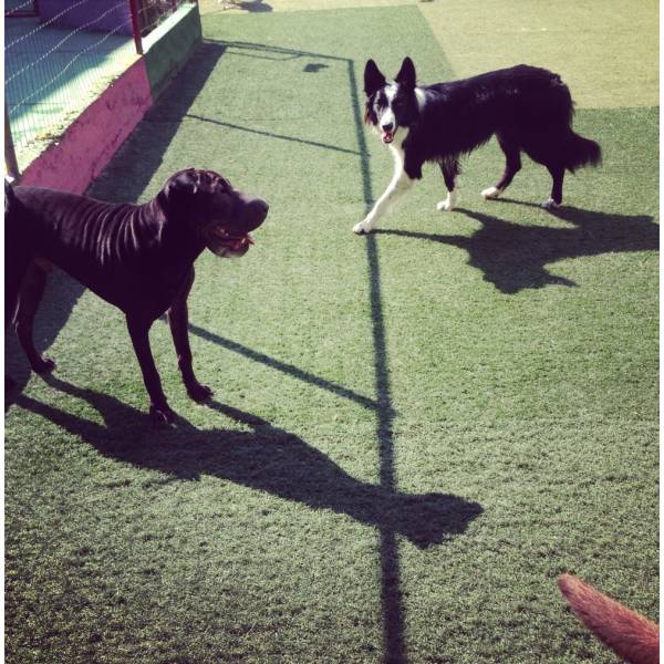 Hotel de Dog Curta Estadia no Jockey Club - Hotelzinho para Cachorro em Pinheiros