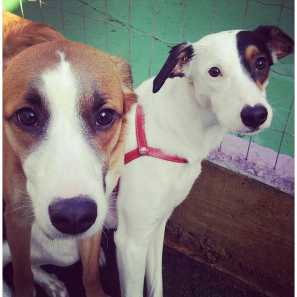 Hotel Especial de Cachorros no Socorro - Hotelzinho para Cachorro em Santo Amaro