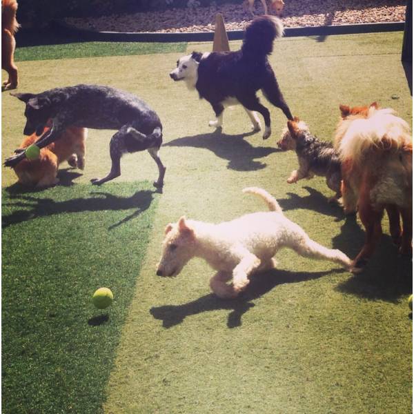 Hotel Especial para Cães em Interlagos - Hotelzinho para Cachorro em Santo Amaro