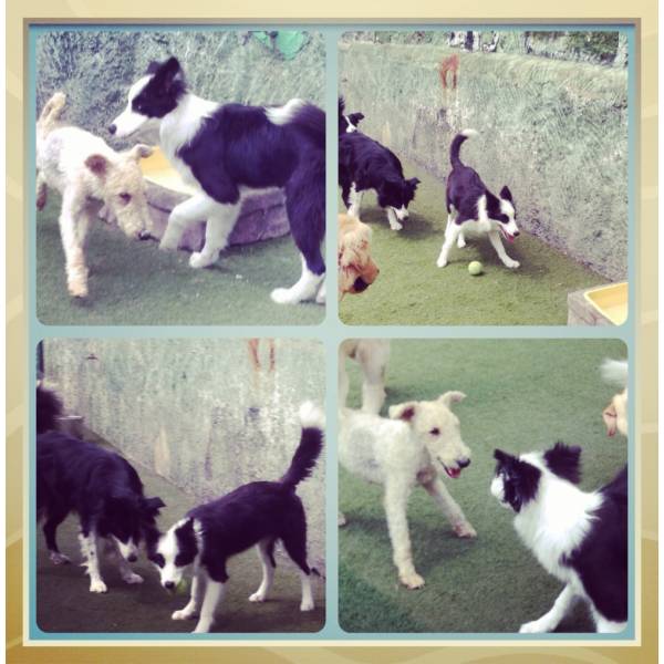 Hotel Longa Estadia para Cachorros em Interlagos - Hotelzinho para Cachorro no Itaim Bibi