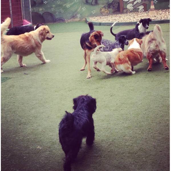 Hotel Média Estadia para Cachorro no Campo Limpo - Hotelzinho para Cachorro no Itaim Bibi