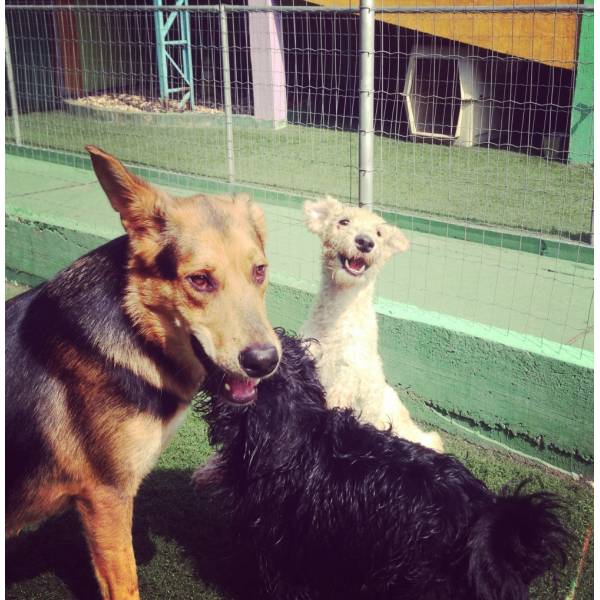 Hotel para Dog Média Estadia no Jockey Club - Hotelzinho para Cachorro em Pinheiros Hotel para Dog Média Estadia no Jockey Club - Hotelzinho para Cachorro em Pinheiros