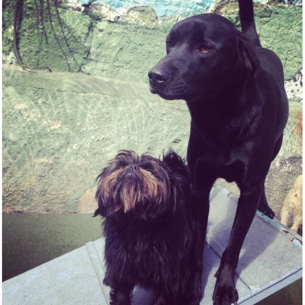 Hotelzinho de Cachorro em Santo Amaro - Hotelzinho para Cachorro na Vila Olímpia