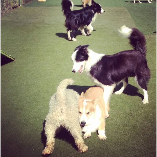 Hotelzinho de Cãozinho em Jandira - Hotelzinho para Cachorro no Butantã