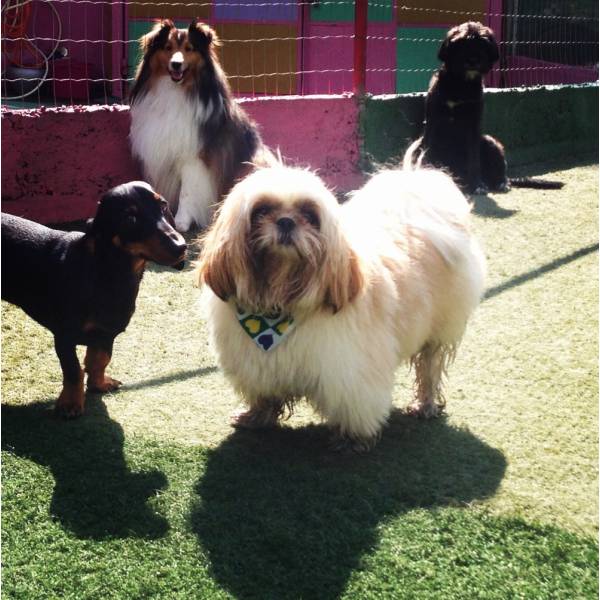 Hotelzinhos para Cães na Vila Leopoldina - Hotelzinho para Cachorro na Vila Olímpia