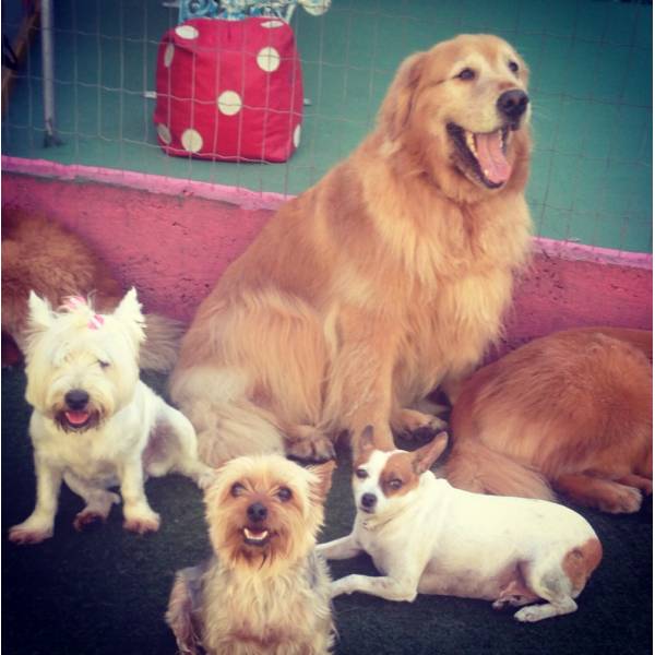 Lazer no Pacaembu - Hotelzinho para Cachorro no Brooklin