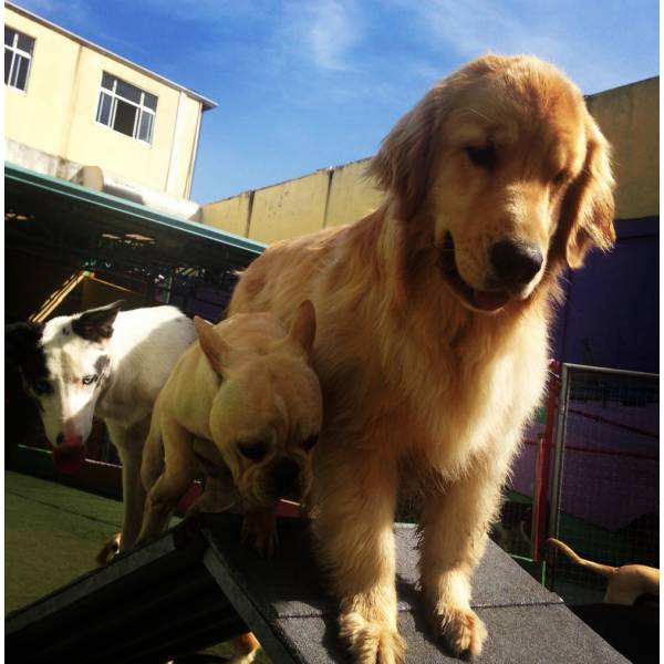 Momento de Lazer Dog no Jardim São Luiz - Hotelzinho para Cachorro no Brooklin