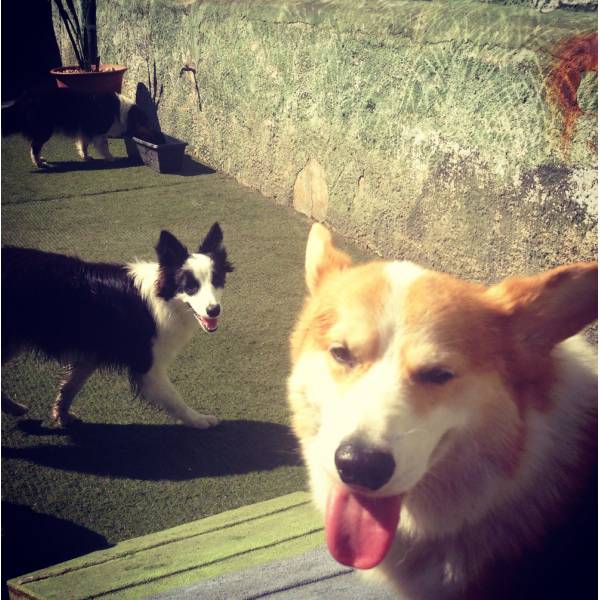 Momentos de Lazer Dog no Jardim São Luiz - Hotelzinho para Cachorro no Brooklin