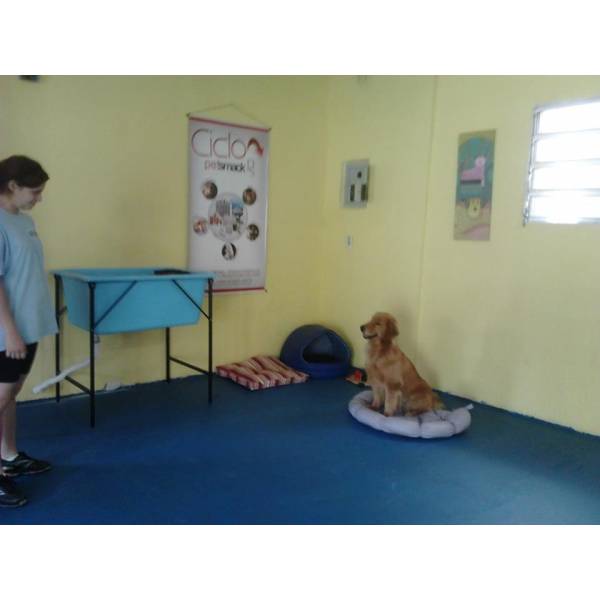 Onde Achar Adestrador para Cachorros em Raposo Tavares - Adestrador de Cães em São Paulo