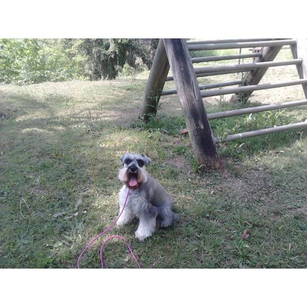 Onde Achar Adestrador para Cães no Campo Belo - Adestrador Profissional de Cães