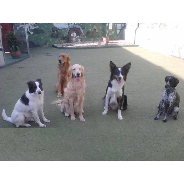 Onde Achar Adestrador para Cão no Campo Belo - Serviço de Adestrador de Cachorro Preço