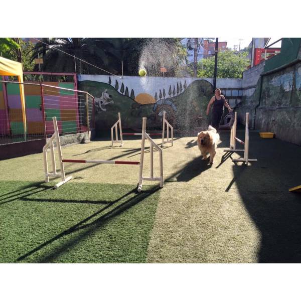 Onde Achar Adestramento de Cães em Santana de Parnaíba - Adestramento de Cães na Zona Sul