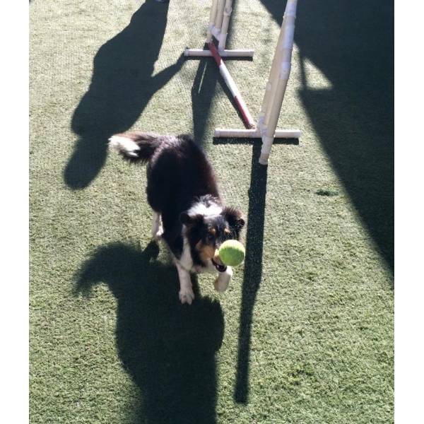 Onde Achar Adestramento de Cão no Jardins - Adestramento de Cães em SP
