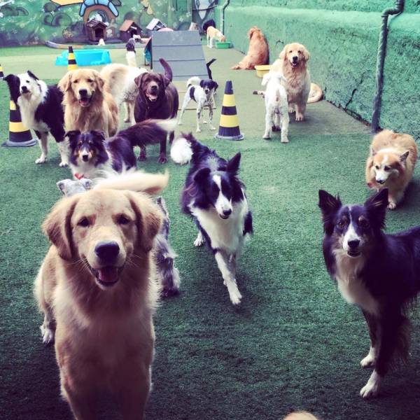 Onde Achar Creche Cachoro  no Pacaembu - Creche Canina