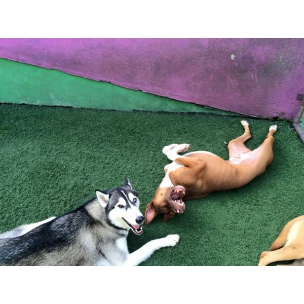 Onde Achar Creche de Cachorro	 em Interlagos - Creche Cachorro