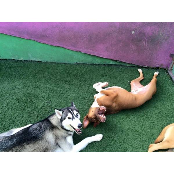 Onde Achar Creche de Cachorro	 em Vargem Grande Paulista - Creche para Cachorro no Brooklin