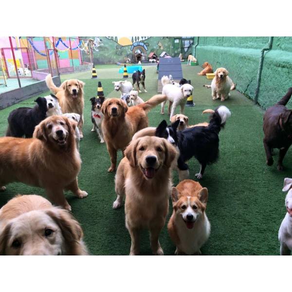 Onde Achar Creche de Cachorros em Alphaville - Creche Cachorro