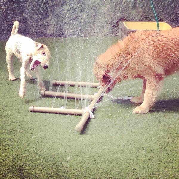 Onde Achar Creche de Cachorros na Cidade Jardim - Creche para Cachorro