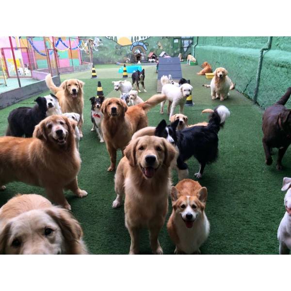 Onde Achar Creche de Cachorros no Ibirapuera - Creche para Cachorro na Vila Olímpia