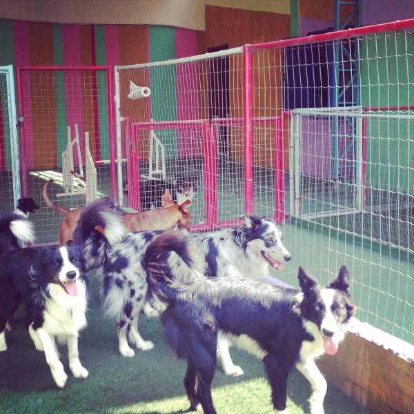 Onde Achar Creche de Cães em Embu das Artes - Creche para Cachorro na Vila Olímpia
