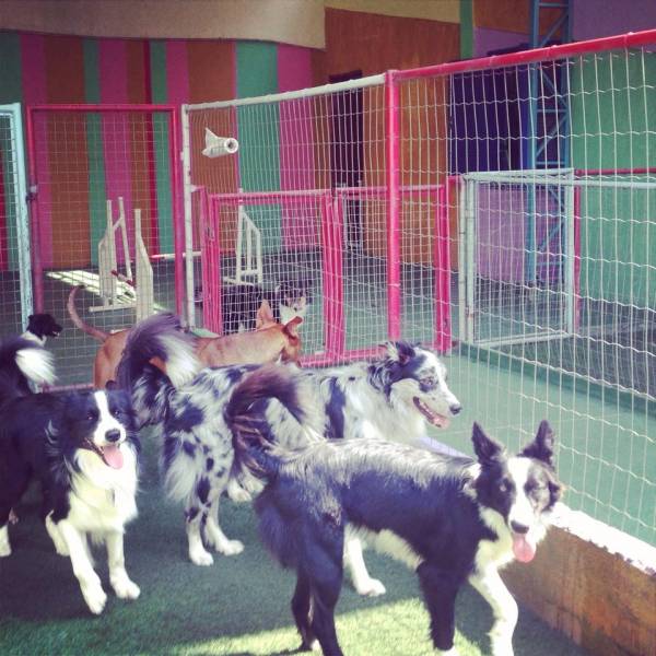 Onde Achar Creche de Cães na Lapa - Creche Cachorro