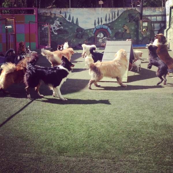 Onde Achar Creche de Cão em Santo Amaro - Creche para Cachorro na Berrini