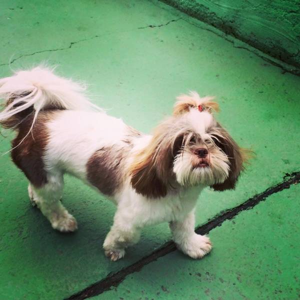 Onde Achar Creche para Cachorro	 no Aeroporto - Creche Cachorro