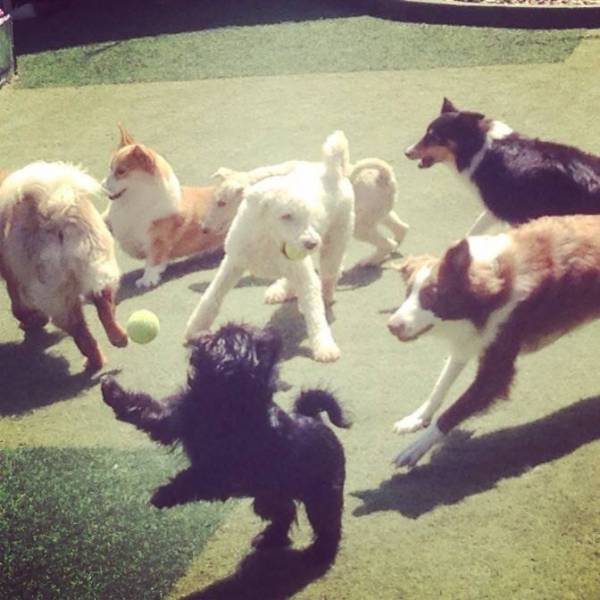 Onde Achar Creches Cães na Pedreira - Creche para Cachorro na Vila Olímpia