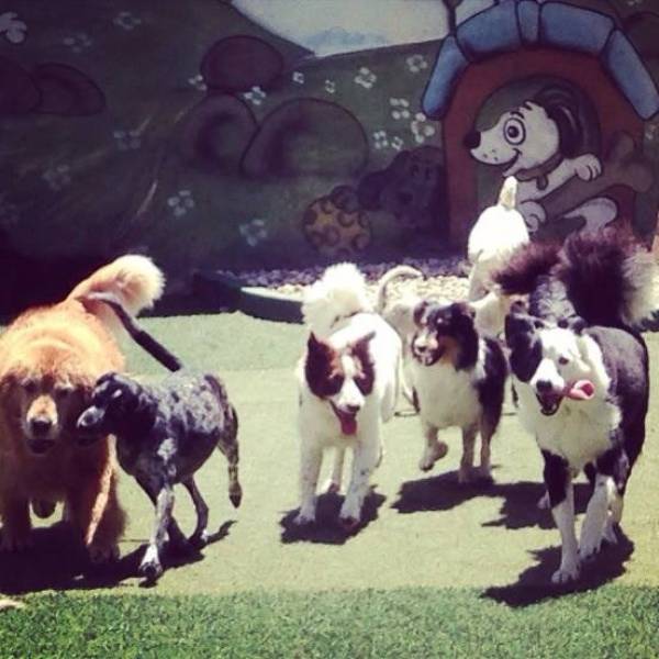 Onde Achar Creches Cães no Jardins - Creche para Cachorro na Vila Olímpia