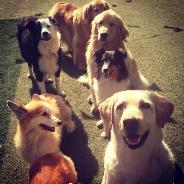 Onde Achar Creches de Cachorro em Barueri - Creche Canina