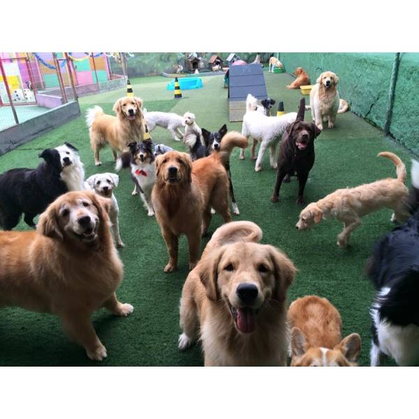 Onde Achar Creches de Cachorros em Vargem Grande Paulista - Creche para Cachorro no Brooklin