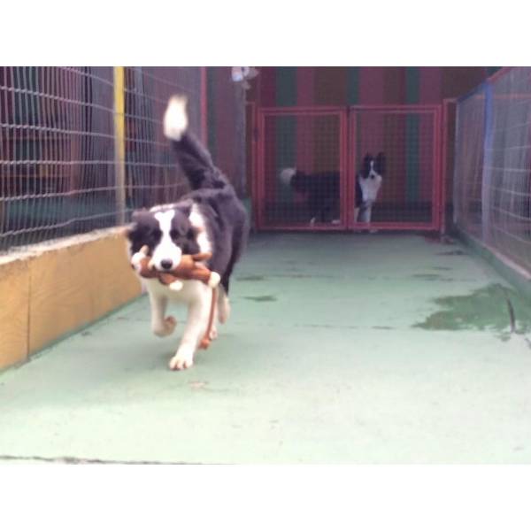 Onde Achar Creches de Cães em Vargem Grande Paulista - Creche Canina