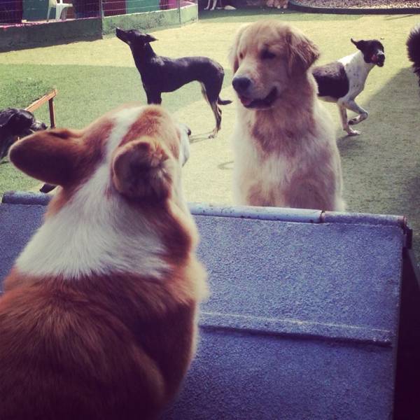 Onde Achar Creches de Cão  em Jandira - Creche Canina