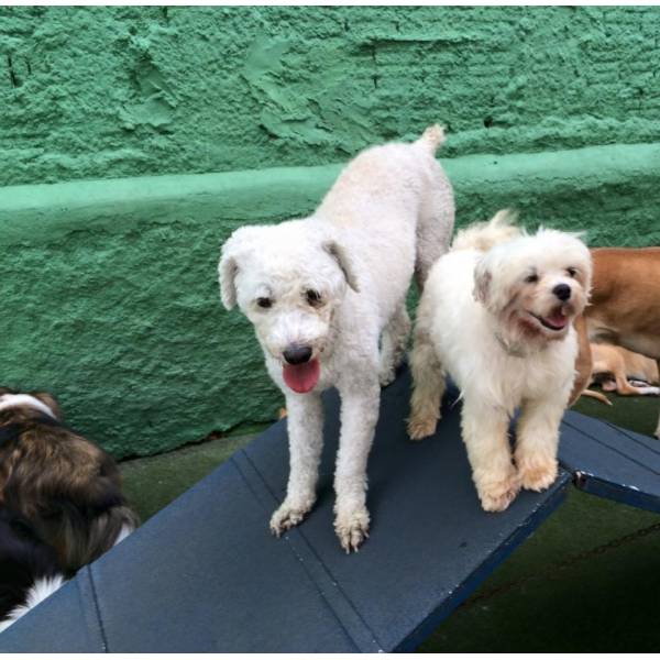 Onde Achar Creches para Cachorros em Cotia - Creche Canina