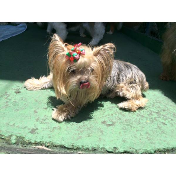 Onde Achar Creches para Cão  em Cotia - Creche para Cachorro em Santo Amaro