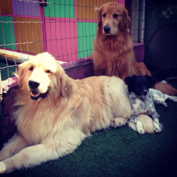 Onde Achar Daycare Canino em Embu Guaçú - Pet Daycare